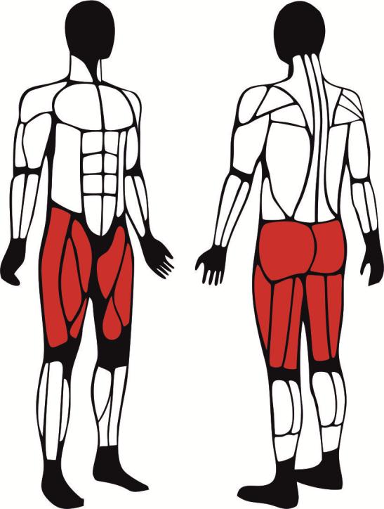 Prasa nożna - główne mięśnie zaangażowane podczas ćwiczeń