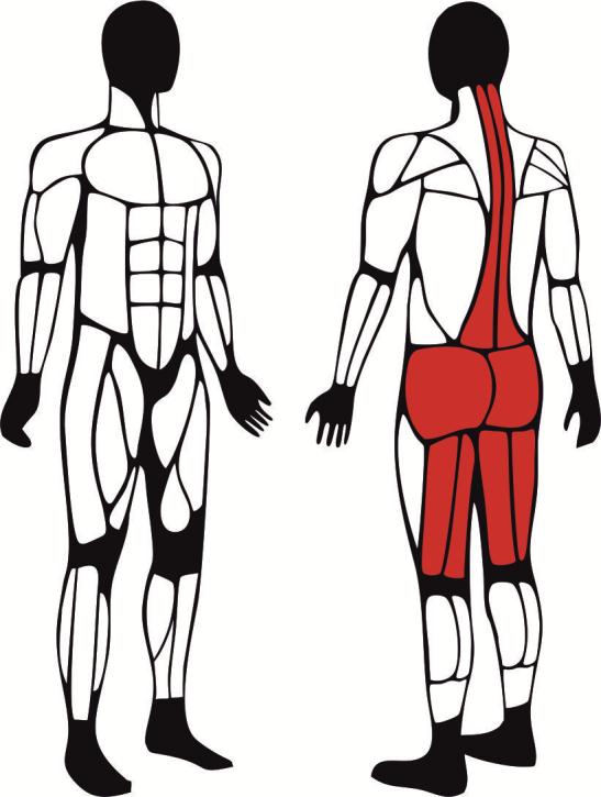 Prostownik Pleców - główne mięśnie zaangażowane podczas ćwiczeń