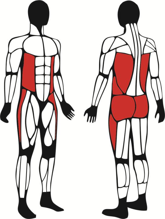 Wahadło 2 - główne mięśnie zaangażowane podczas ćwiczeń