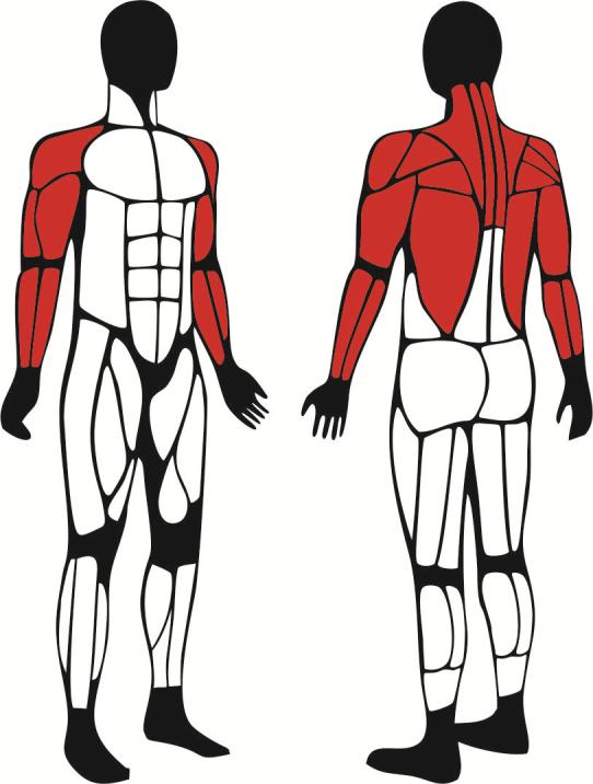Drabinka pozioma - główne mięśnie zaangażowane podczas ćwiczeń