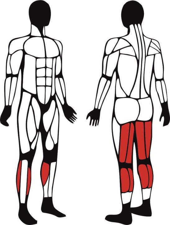 Ławka do ćwiczeń mięśni ud - główne mięśnie zaangażowane podczas ćwiczeń