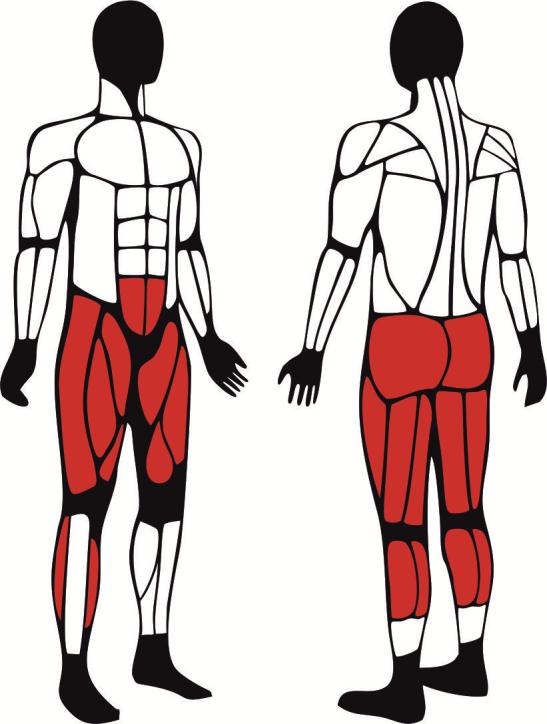 Steper - główne mięśnie zaangażowane podczas ćwiczeń