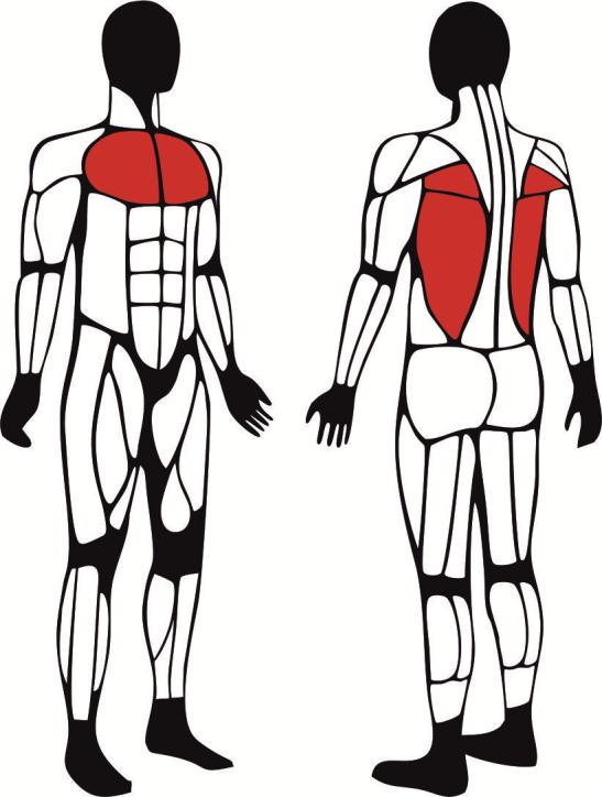 Urządzenie do ćwiczeń mięśni klatki piersiowej - główne mięśnie zaangażowane podczas ćwiczeń