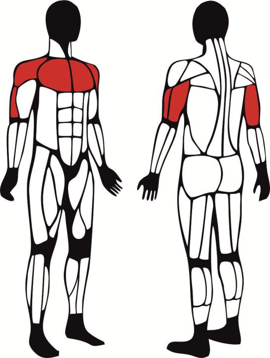 Urządzenie do ćwiczenia mięśni brzucha - główne mięśnie zaangażowane podczas ćwiczeń