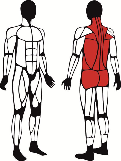 Masażer - główne mięśnie zaangażowane podczas ćwiczeń
