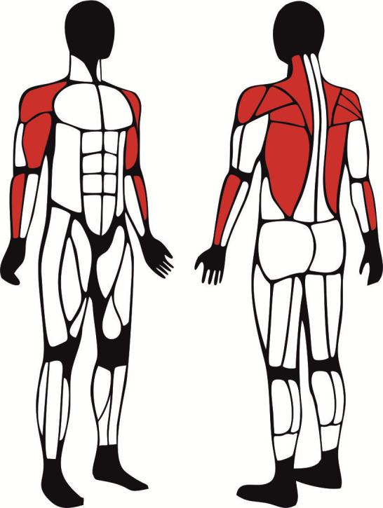Sternik 4 - główne mięśnie zaangażowane podczas ćwiczeń