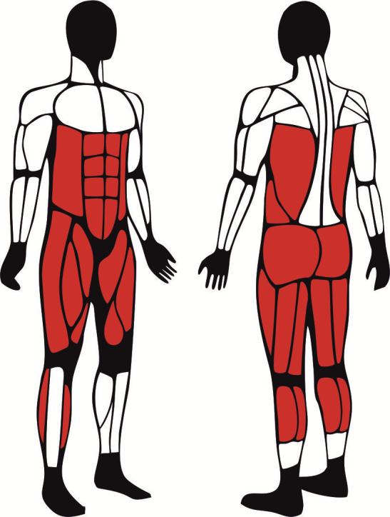 Drabinka - główne mięśnie zaangażowane podczas ćwiczeń