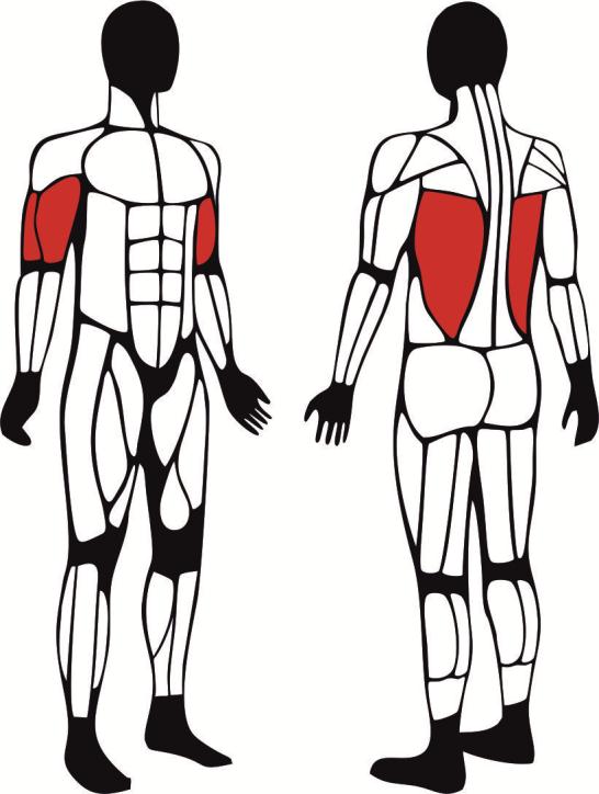Drążek - główne mięśnie zaangażowane podczas ćwiczeń