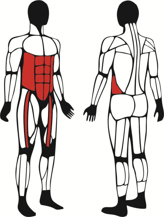Drążek - główne mięśnie zaangażowane podczas ćwiczeń