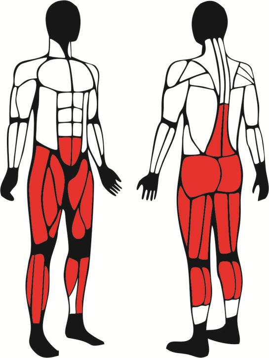 Biegacz - główne mięśnie zaangażowane podczas ćwiczeń