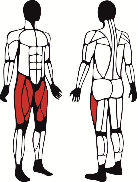 Ławka do ćwiczeń mięśni ud - główne mięśnie zaangażowane podczas ćwiczeń