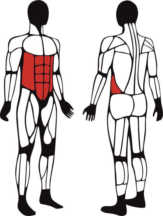 Ławka uniwersalna - główne mięśnie zaangażowane podczas ćwiczeń